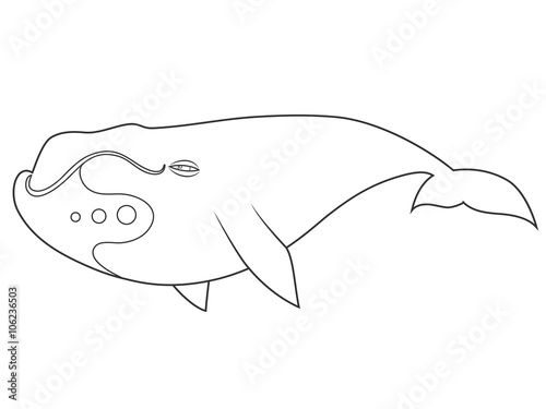 vector illustration of a bowhead whale on white background with black outline for kids and coloring book