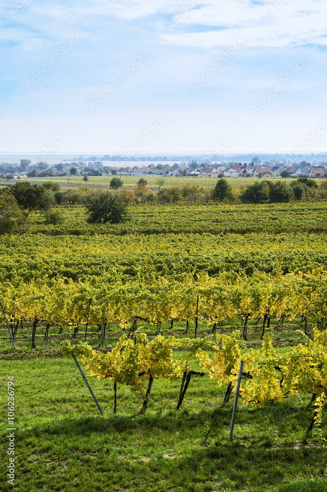 Weingarten im Herbst bei Oggau im Burgenland