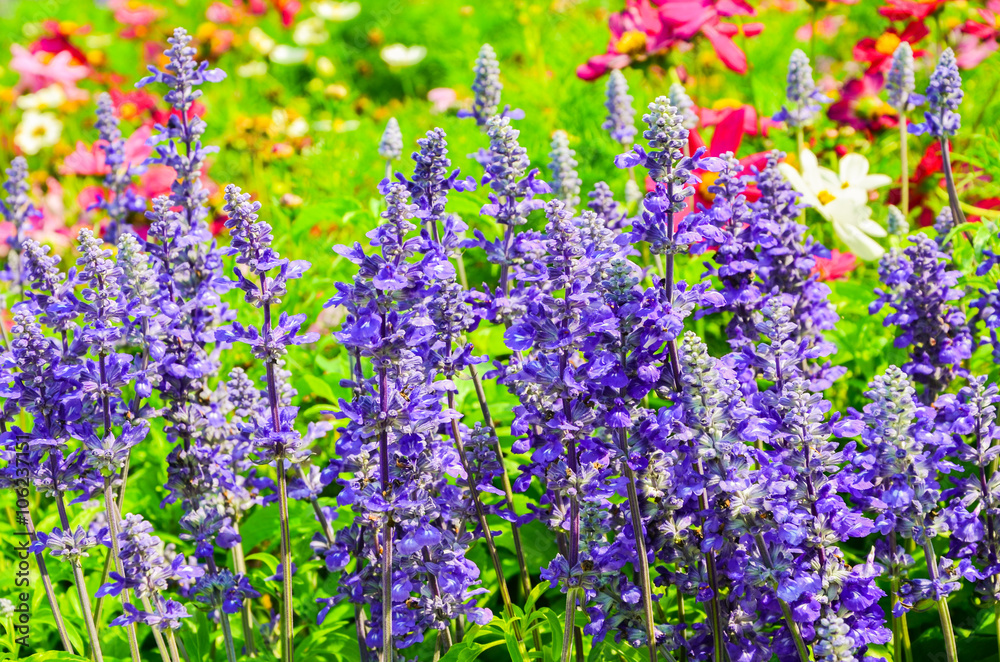 Fototapeta premium Beautiful lavender in the garden with a blurred background selective focus