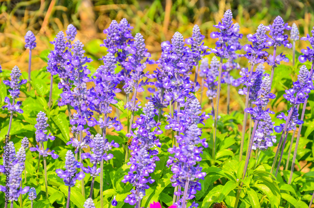 Fototapeta premium Beautiful lavender in the garden with a blurred background selective focus