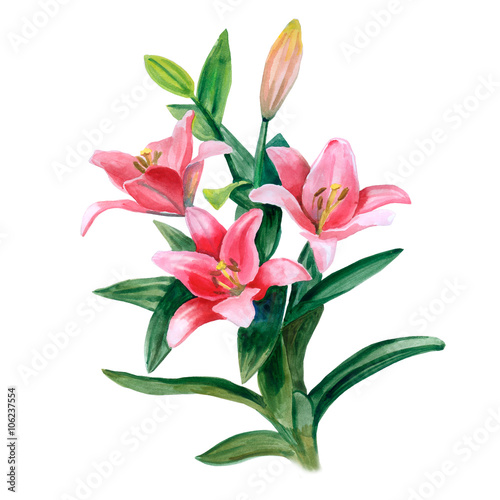 Hand drawn watercolor lily flowers isolated on white background. Greeting card for any event