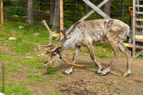 Reindeer in summer