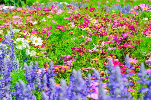 Colorful flower garden with a blurred background selective focus