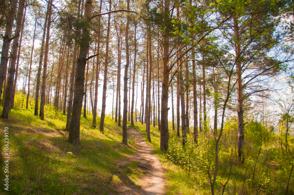 Obraz premium Beautiful green forest