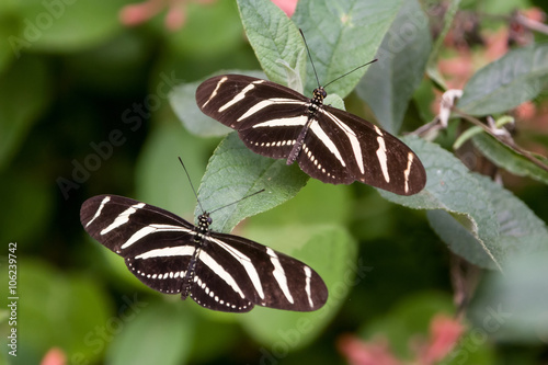 Zebra butterfly (Heliconius charitonia) photo
