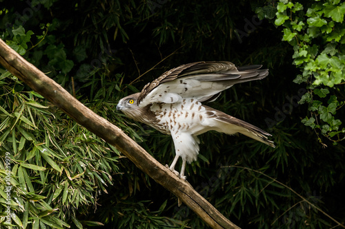 Short toed eagle ( circaetus gallicus ) photo