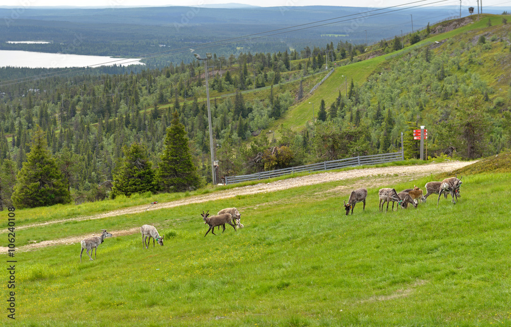 Obraz premium Reindeer. Hills in Lapland