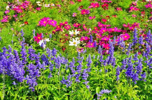 Colorful flower garden with a blurred background selective focus