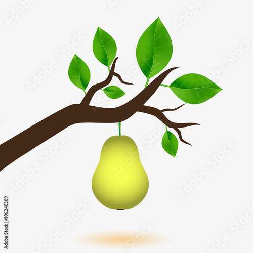 pear and branch of tree with green leaves eps10