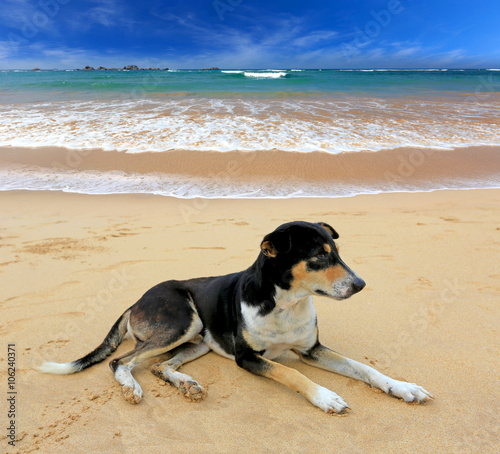 dog rest on ocean beach