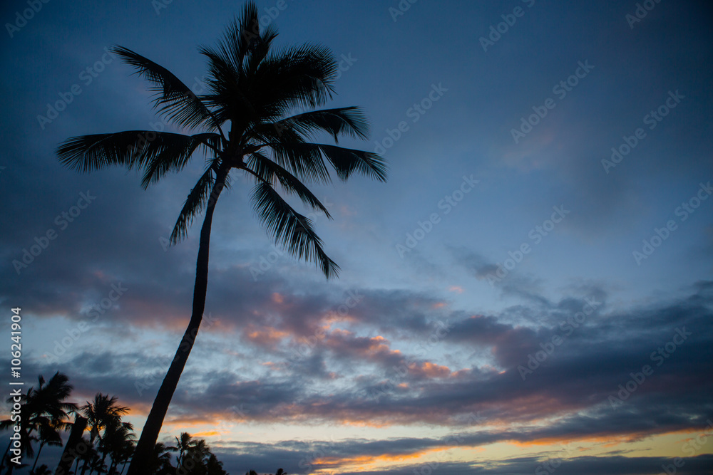 Early morning sunrise with palm tree