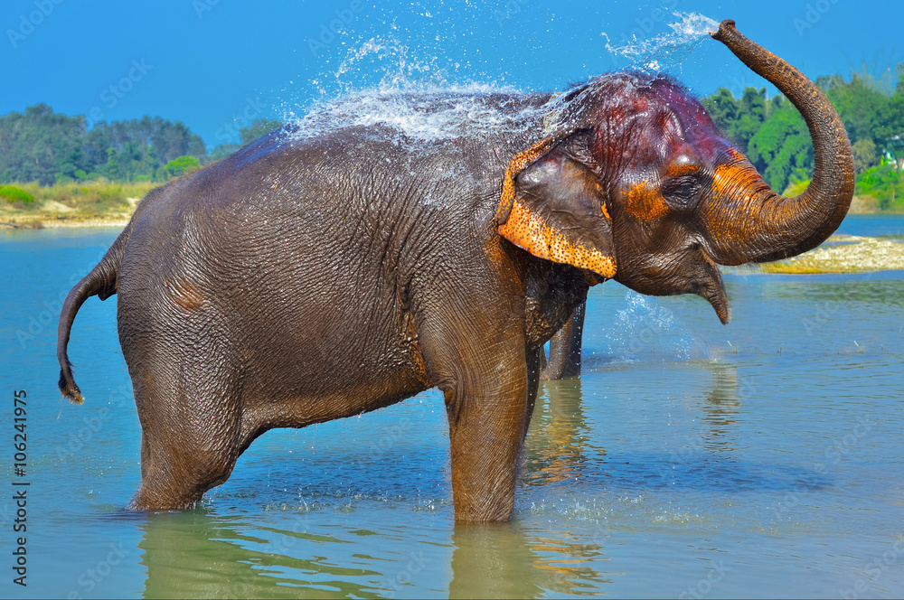 Fototapeta premium Cute Asian elephant blowing water out of his trunk in Chitwan N.P. Nepal