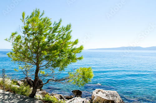 Pine on the promenade of Brela at Makarska Riviera,adriatic Sea,Dalmatia,Croatia