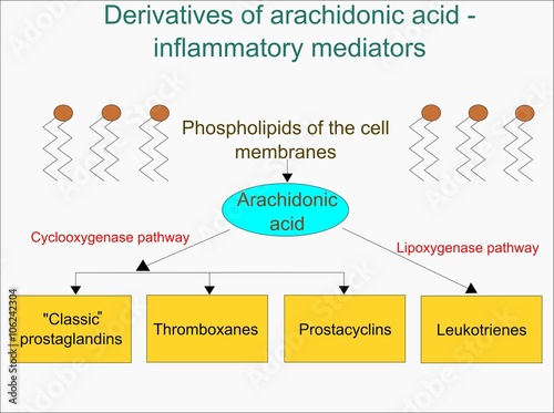 Derivatives of arachidonic acid 