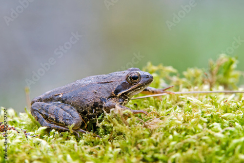 European moor frog