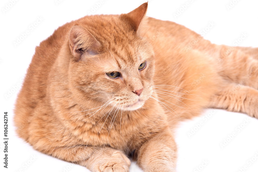 Red fat cat separated on white background
