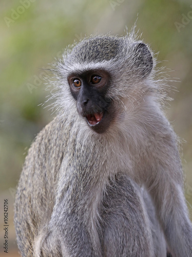 wild velvet monkey in Kruger National Park  South Africa.