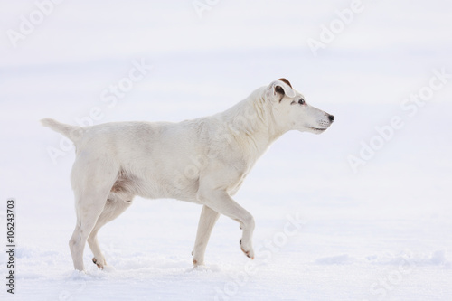 Jack Russell Terrier marchant dans la neige  