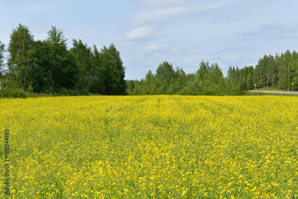 Fototapeta premium Rzepak (Brassica napus), znany jako rzepak, rzepak, rapa, rappi, rzepak (i, w przypadku jednej grupy odmian, rzepak), jest jasnożółtym kwitnącym członkiem rodziny Brassicaceae