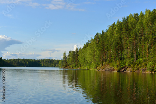 Forest on bank of lake