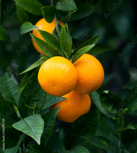 Rope oranges hanging on a tree