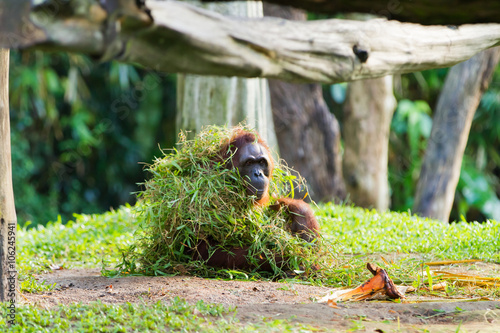 Adult orangutan (Rongo) sits under a bunch of grass and tree branches. photo