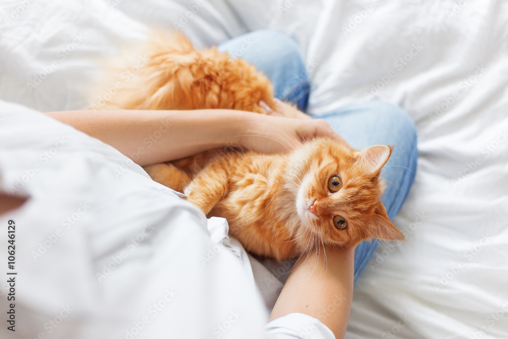 Fototapeta premium Ginger cat lies on woman's hands. The fluffy pet comfortably settled to sleep.
