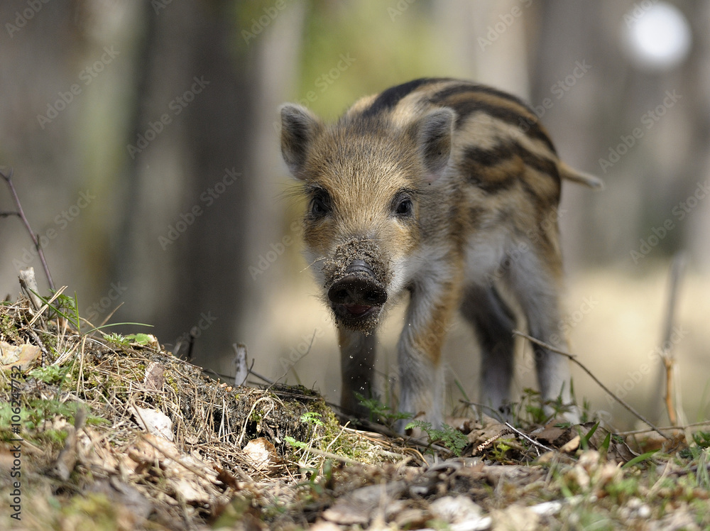 little boar has breakfast