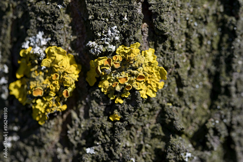 macro yellow moss on cortex tree 