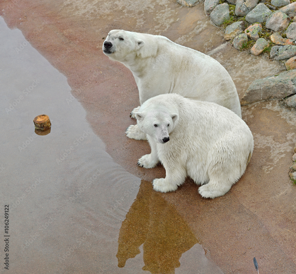 Two polar bears