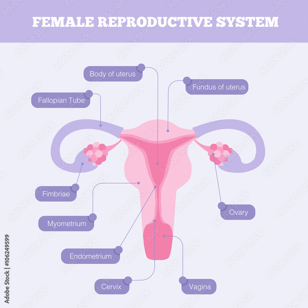 Female reproductive system flat vector infographic. Human anatomy ...