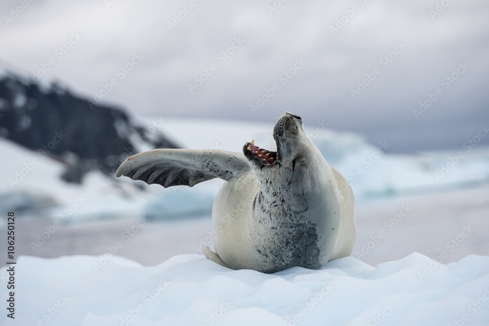 Obraz premium Crabeater seals on the ice.