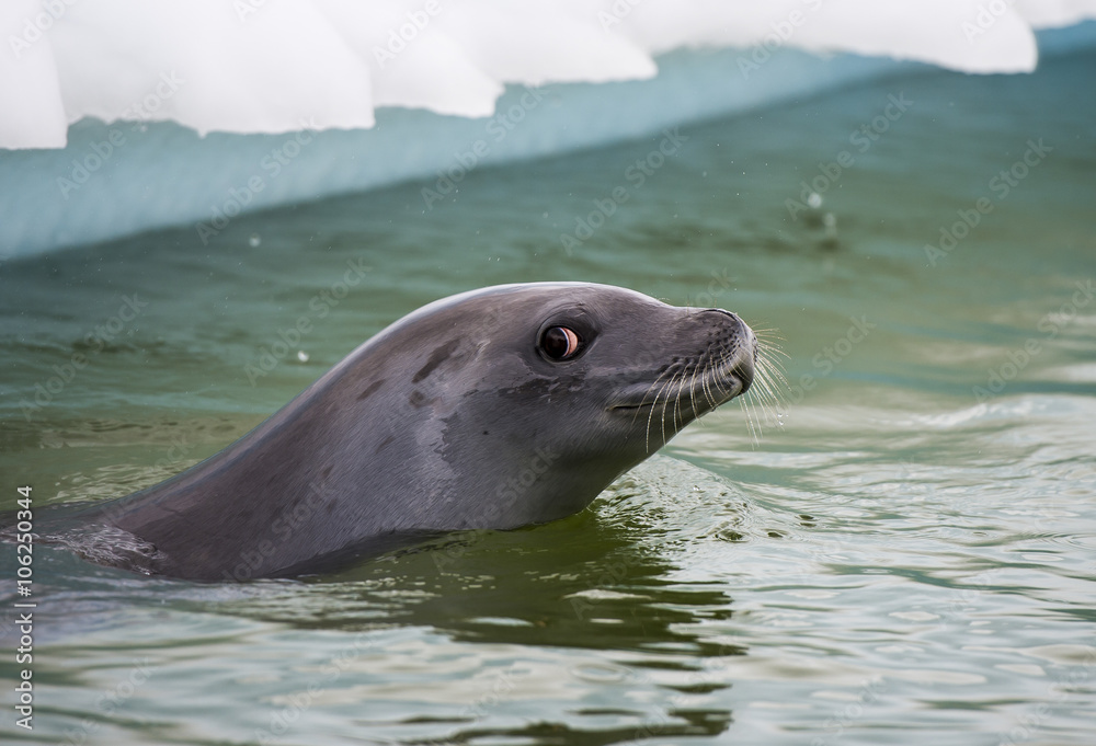 Fototapeta premium Crabeater seals in the water