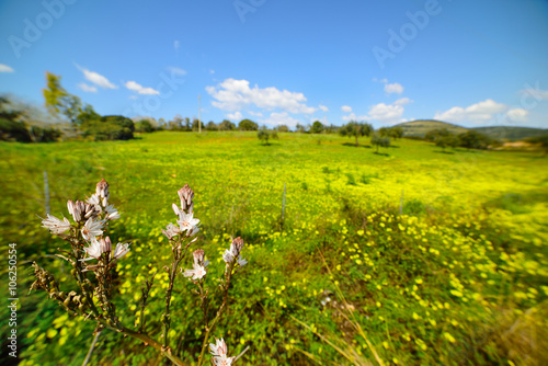 white flowers in a green and yellow field