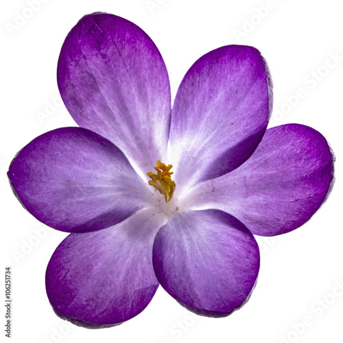 Purple flowers of crocus, isolated on white background