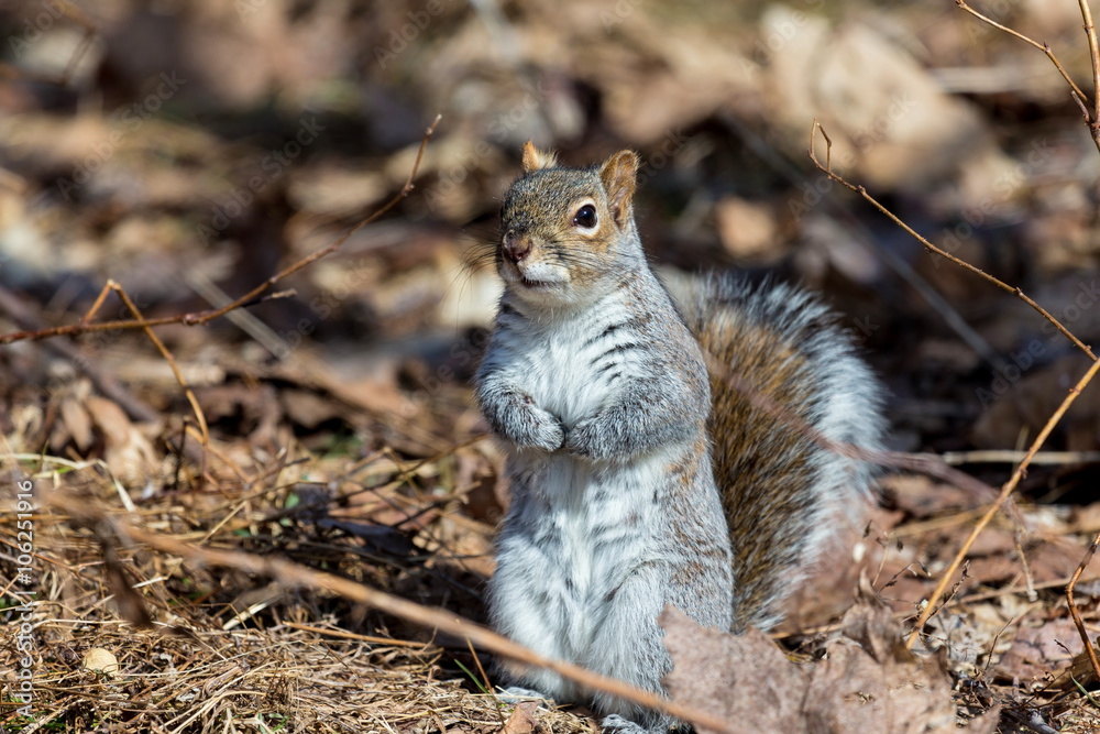 Grey Squirrel in a forest in Quebec Canada. Grey Squirrel in a forest in Quebec Canada.