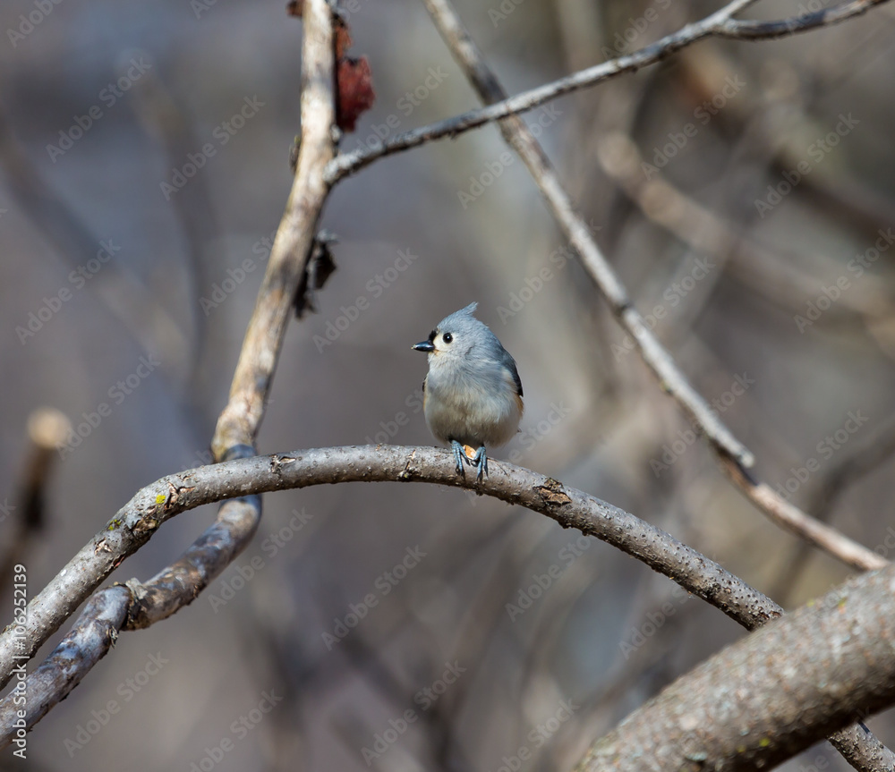 Fototapeta premium Tufted Titmouse in a forest in Quebec.