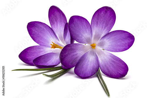 Purple flowers of crocus, isolated on white background