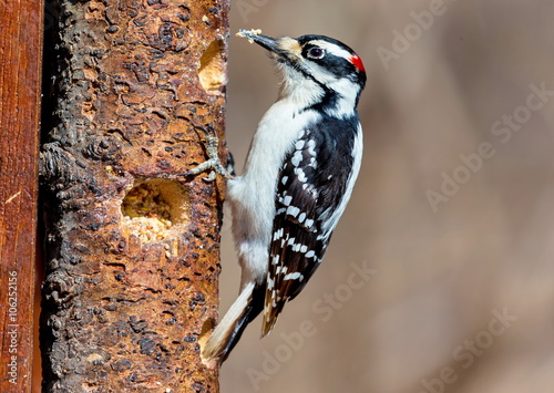 The larger of two look alikes, the Hairy Woodpecker is a small but powerful bird that forages along trunks and main branches of large trees. 