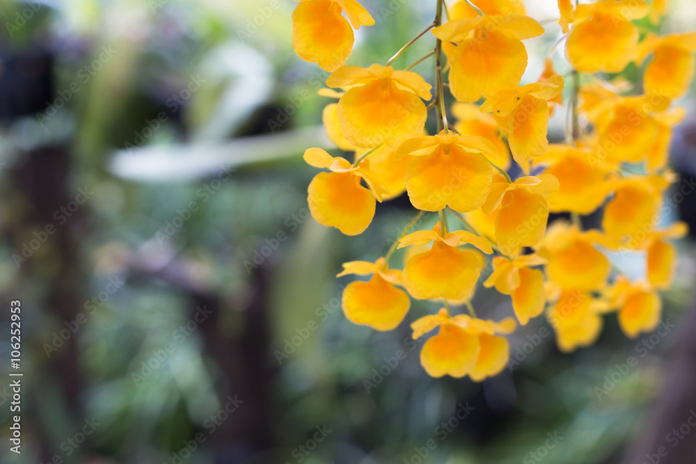Beautiful wild flower orchid,Dendrobium lindleyi Steud ,Rare spe Beautiful wild flower orchid,Dendrobium lindleyi Steud ,Rare spe