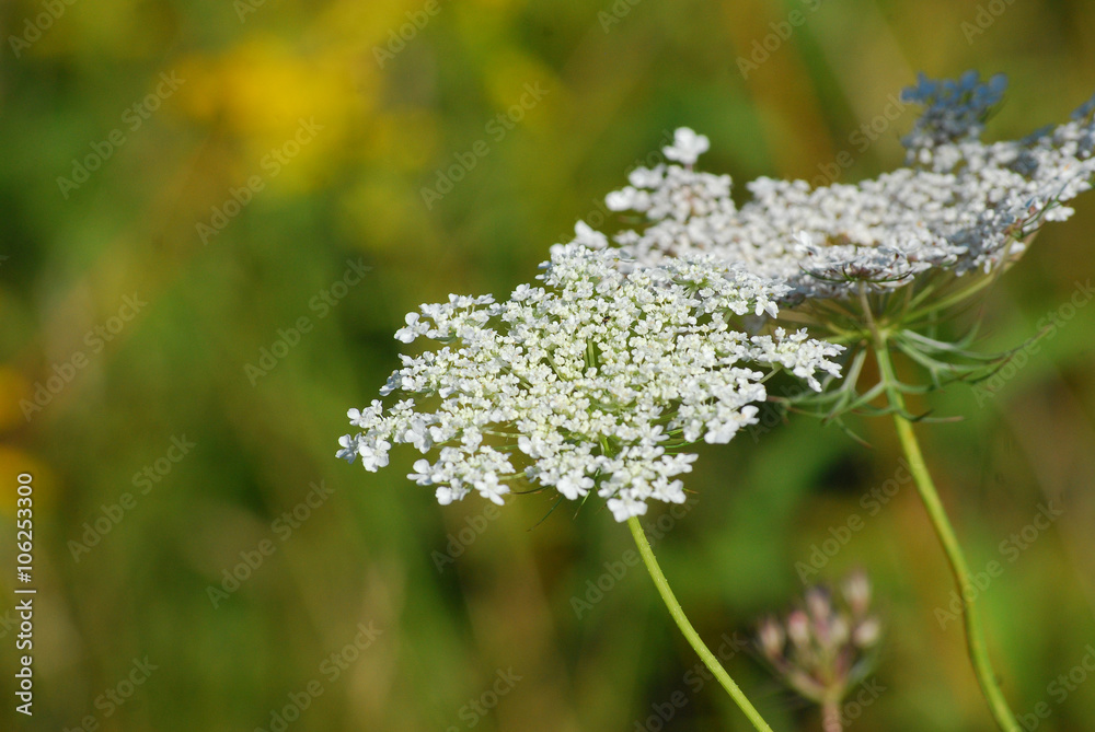 Queen Anne's Lace Queen Anne's Lace