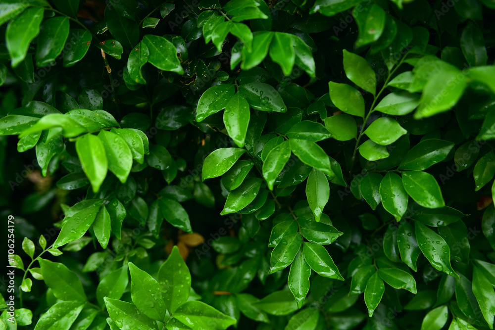 Lush foliage Lush foliage