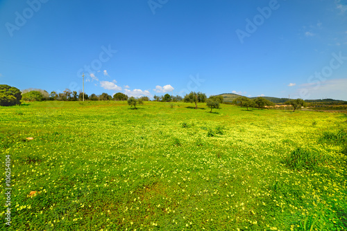 green grass and yellow flowers