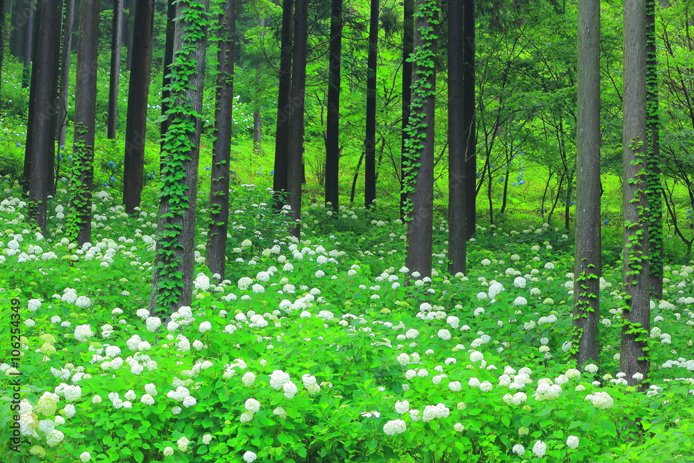 Obraz premium あじさい