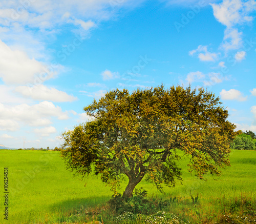oak tree in a green meadow © Gabriele Maltinti