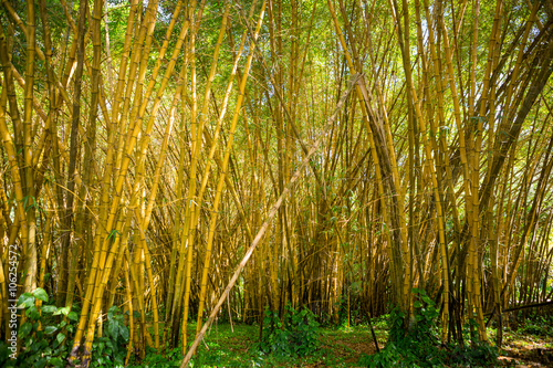 Lush bamboo garden