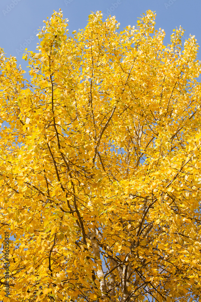 Fototapeta premium Yellow aspen foliage at autumn