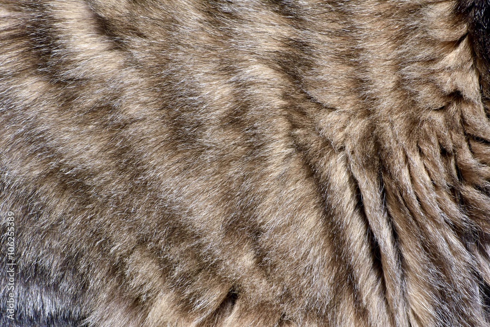 Cat fur background texture