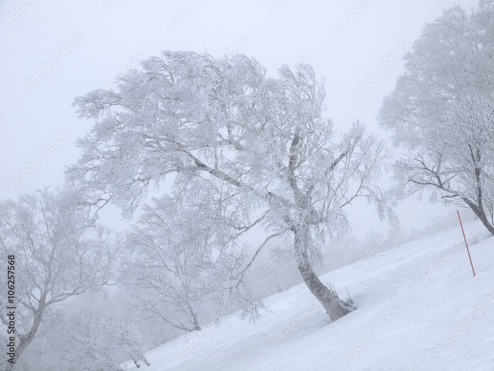 Fototapeta premium 樹氷風景