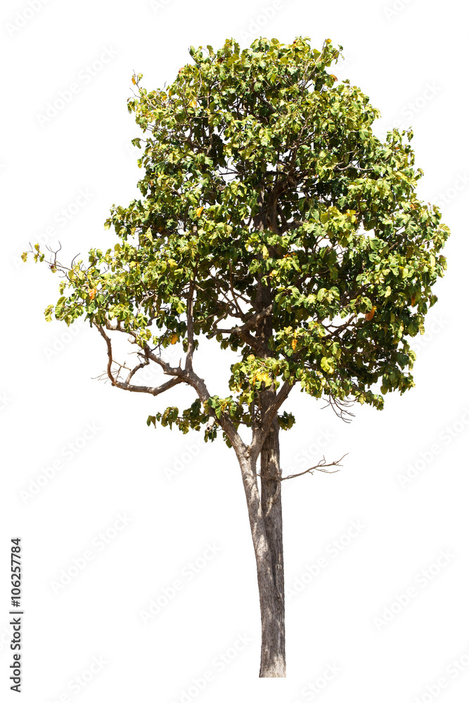 Tree image, Tree object, Tree JPG isolated on white background